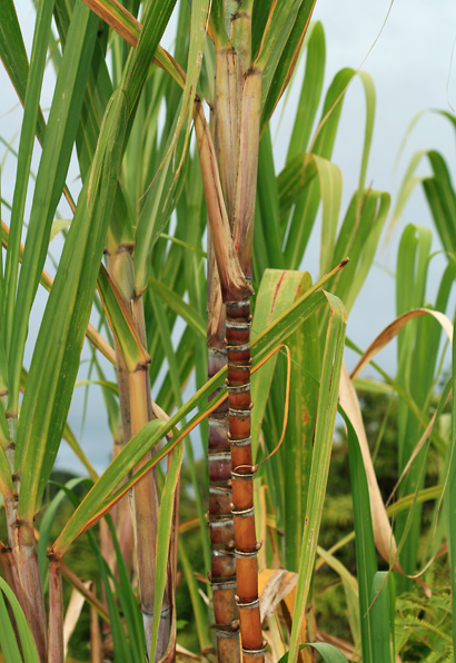 Sugarcane